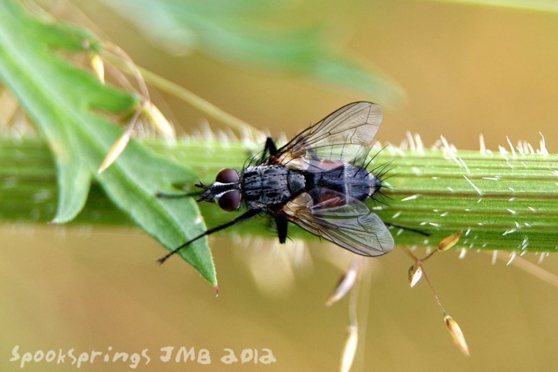 flyeriothrixrufomaculata.jpg