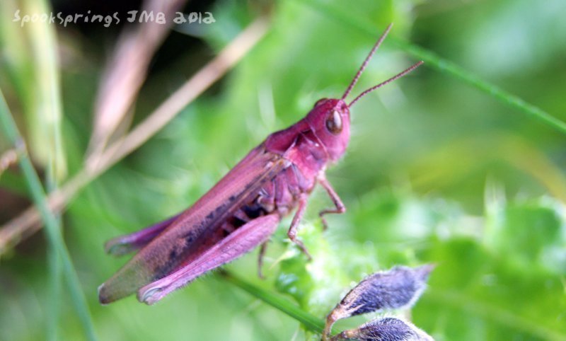 grasshoppermeadowmutant.jpg