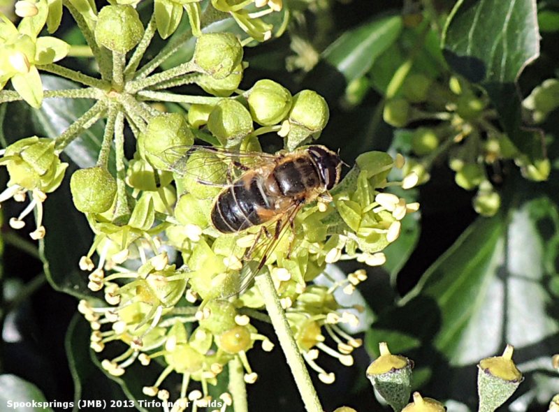 hoverflyeristalisinterrupta.jpg