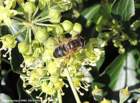 hoverflyeristalisinterrupta_small.jpg