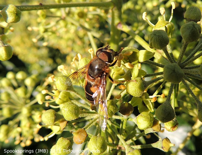 hoverflyeristalispertinax.jpg