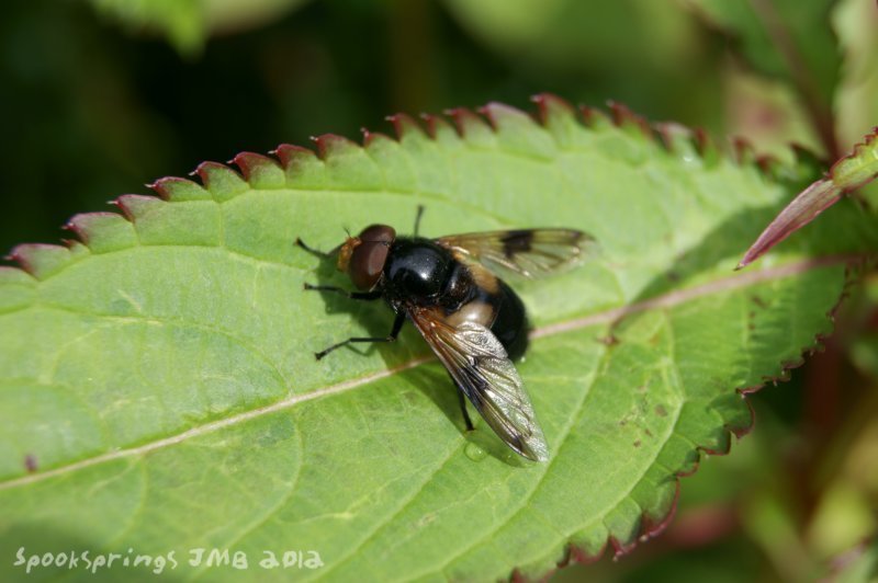 hoverflyvolucellapellucens.jpg