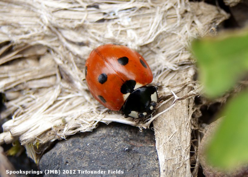 ladybirdsevenspotted.jpg