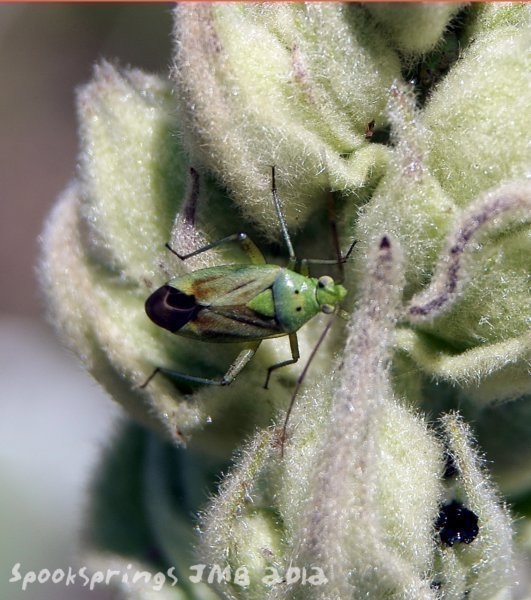 shieldbug.jpg