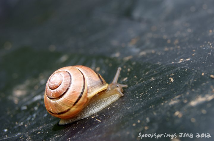 snailbandedorangeblack.jpg