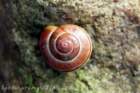 snailbandedred_small.jpg