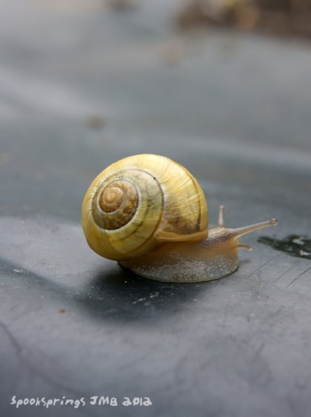 snailbandedyellow.jpg