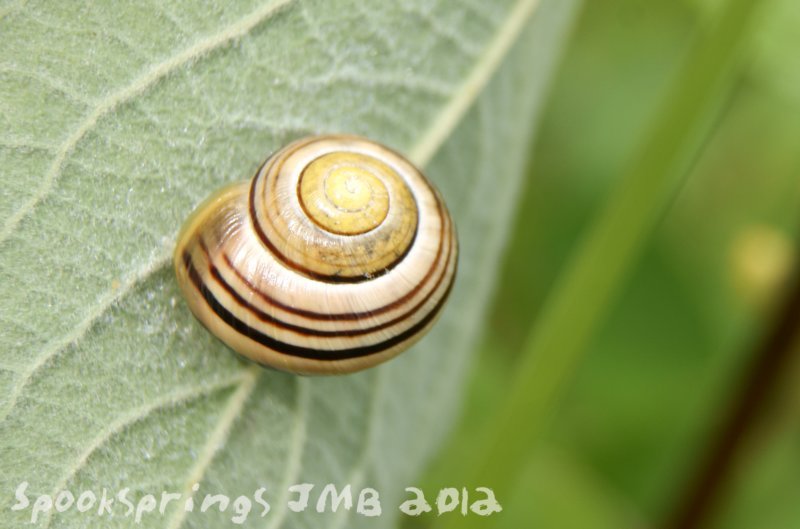 snailbandedyellowblack.jpg