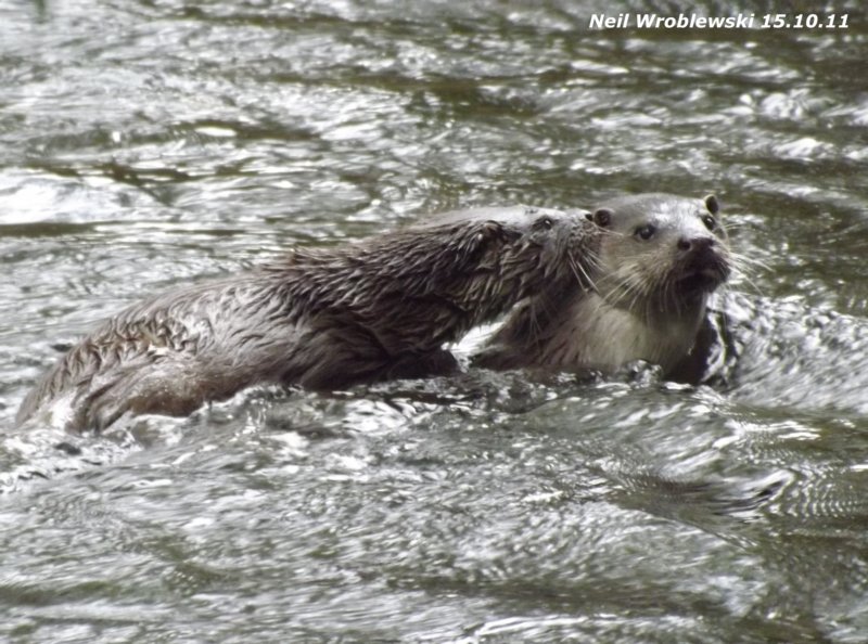 otter.jpg