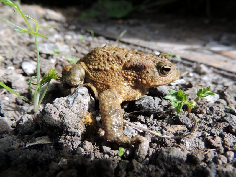 toadcommon.jpg