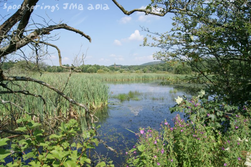 mainmarshpond.jpg