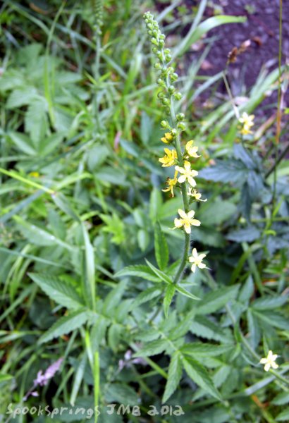 agrimony.jpg