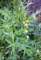 agrimony_small.jpg