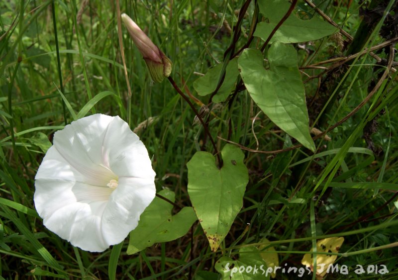 bindweed.jpg