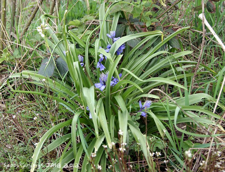 bluebell.jpg