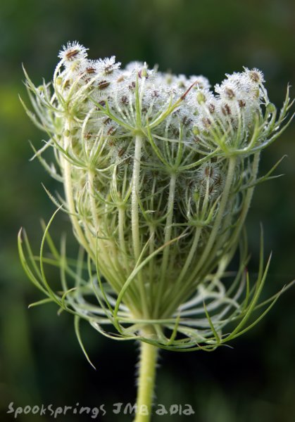 carrotwildseedhead.jpg