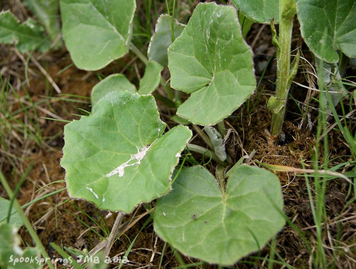 coltsfoot.jpg