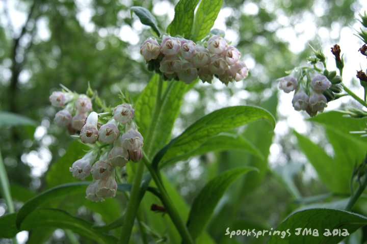 comfrey.jpg