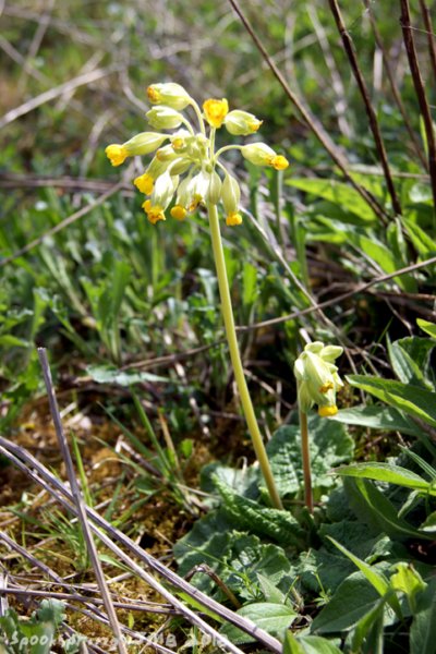 cowslip.jpg