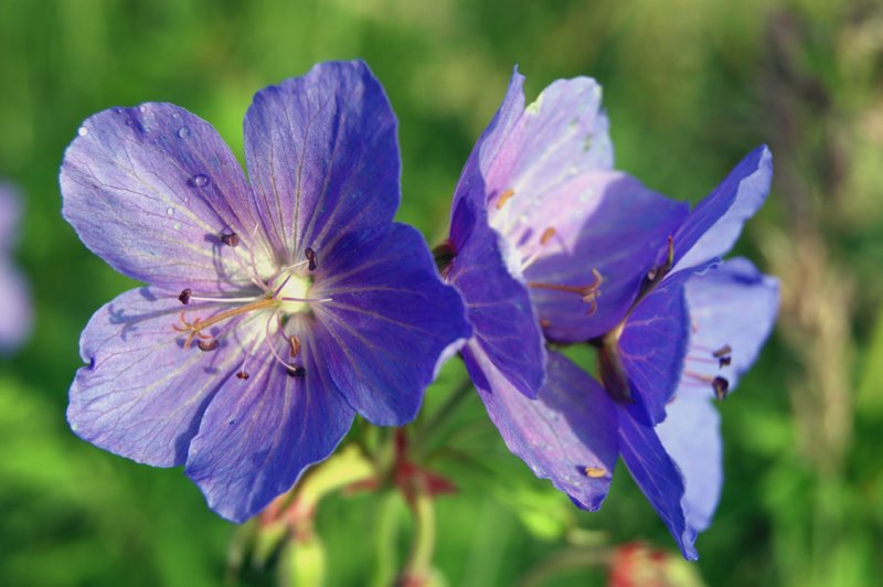 cranesbillmeadow.jpg