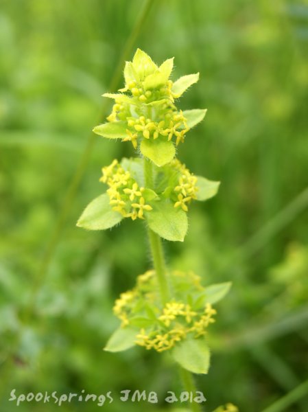 crosswort.jpg