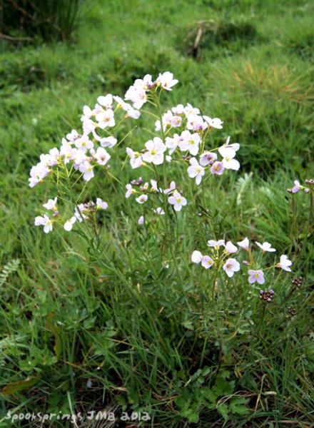 cuckooflower.jpg