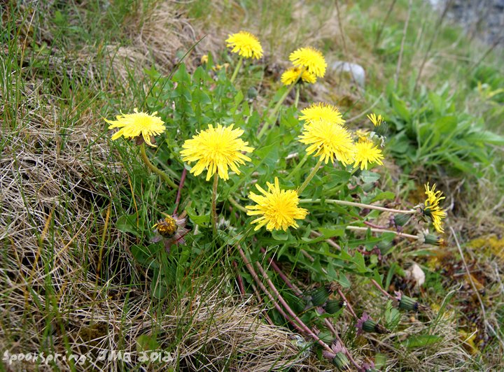 dandelion.jpg