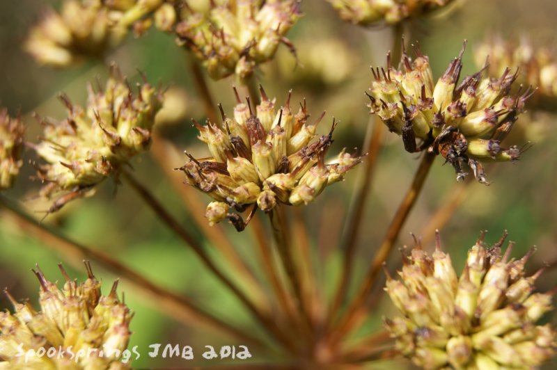 dropworthemlockwaterseedhead.jpg