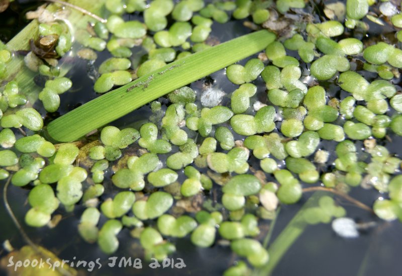 duckweed.jpg