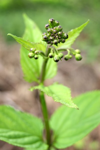 figwort.jpg