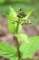 figwort_small.jpg