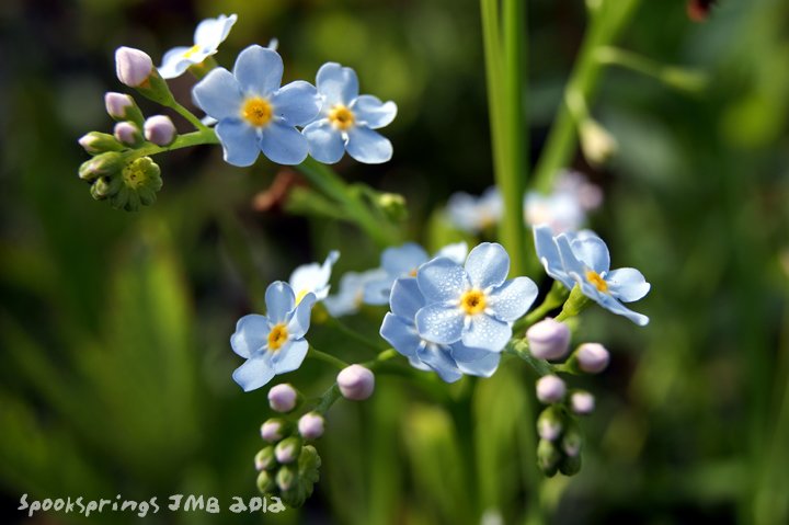 forgetmenotwater.jpg