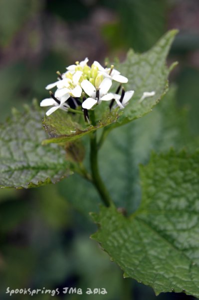 garlicmustard.jpg