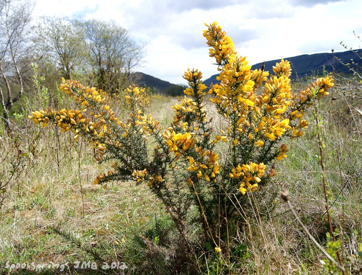 gorse.jpg