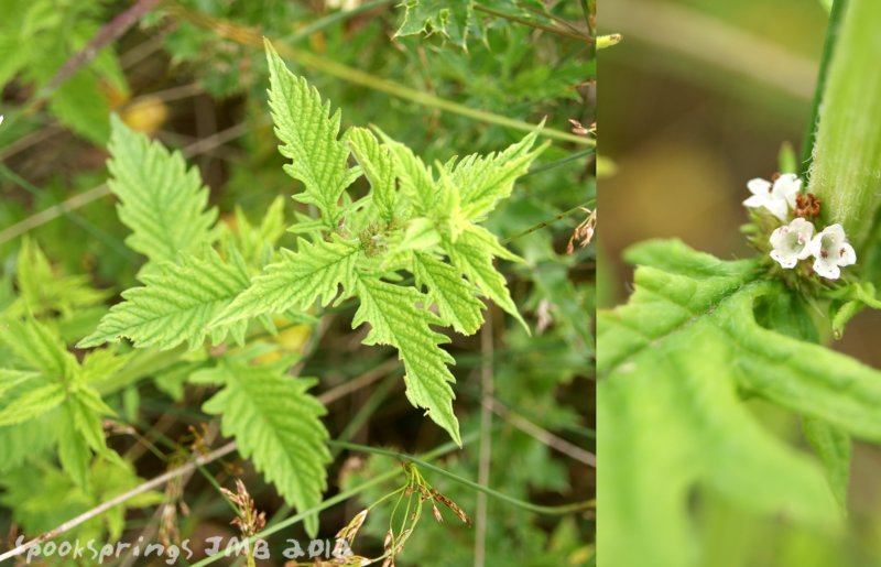 gypsywort.jpg