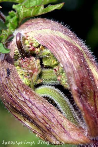 hogweedleafflowerbud.jpg