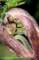 hogweedleafflowerbud_small.jpg