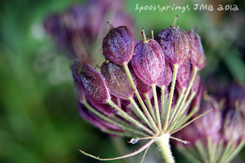 hogweedseedhead.jpg