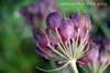 hogweedseedhead_small.jpg