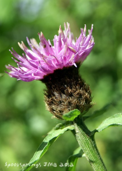 knapweed.jpg