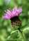 knapweed_small.jpg