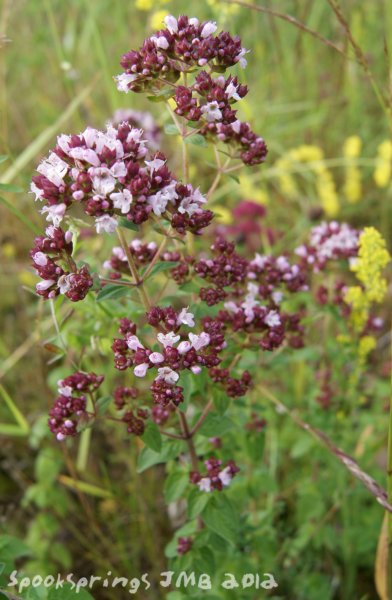 marjoram.jpg