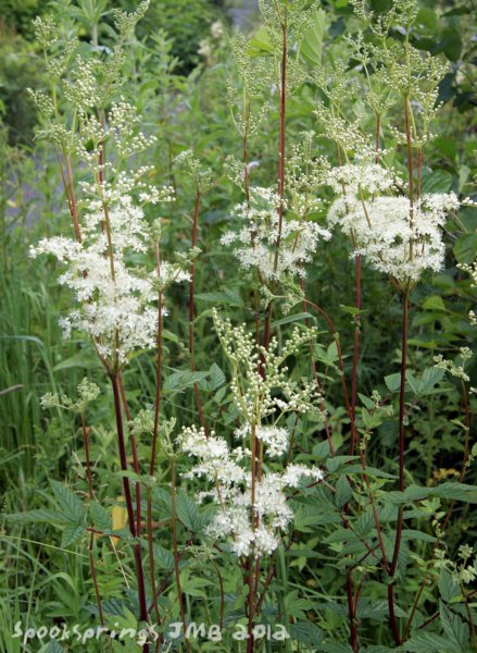 meadowsweet.jpg