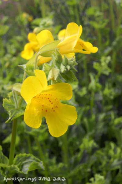 monkeyflower.jpg