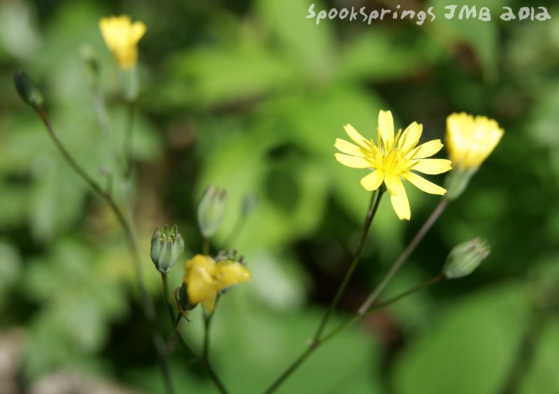 nipplewort.jpg