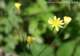 nipplewort_small.jpg