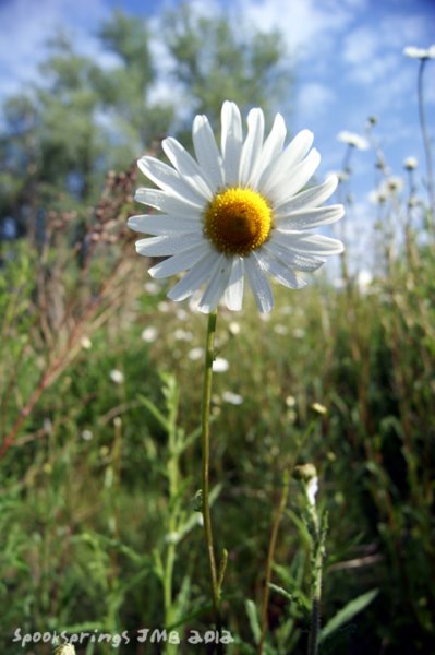 oxeyedaisy.jpg