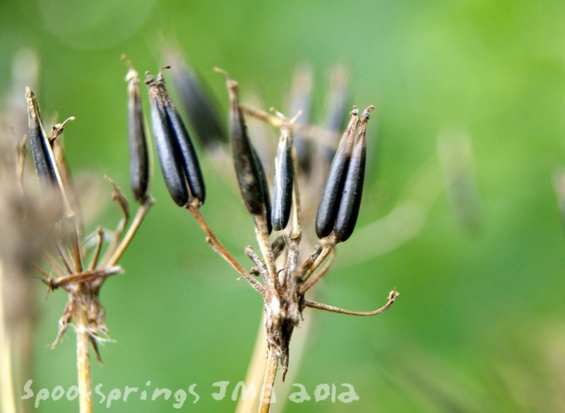 parsleycowseedhead.jpg