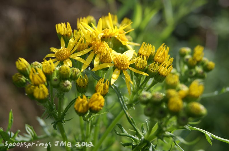 ragwort.jpg