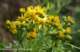 ragwort_small.jpg